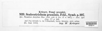 Graminopassalora graminis image